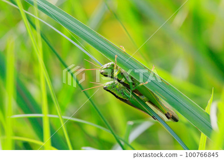 Oxya yezoensis，一種喜歡禾本科植物的農業害蟲 100766845