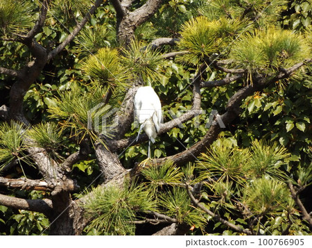 在稻毛海濱公園的松樹上休息的白鳥是小白鷺 100766905