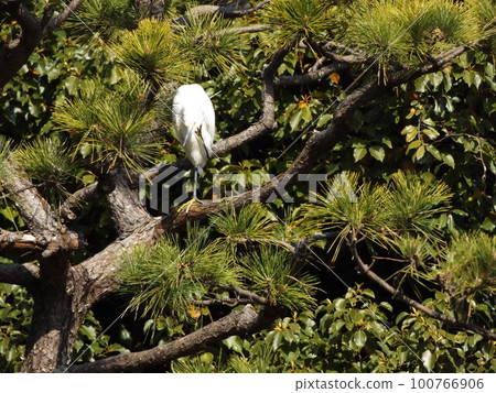 The white bird resting in the pine trees of Inage Kaihin Park is a Little Egret The white bird resting in the pine trees of Inage Kaihin Park is a Little Egret 100766906