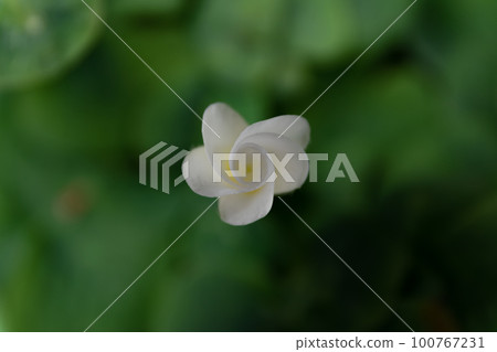 酢漿草芽 酢漿草芽 100767231