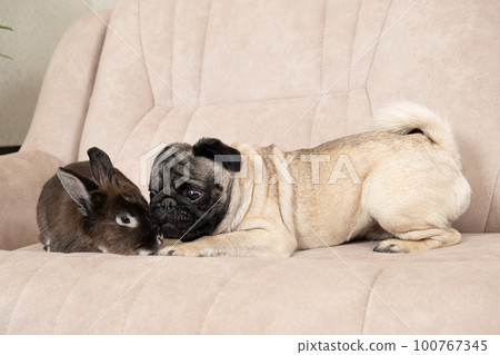 The relationship between a pug and a rabbit, friendship and love of pets. 100767345