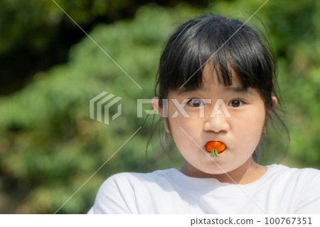 新鮮美味的聖女果 新鮮美味的聖女果 100767351