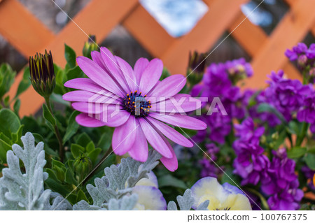 Flower bed spring image Flower bed spring image 100767375