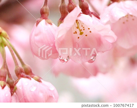 Sakura flowers in the rain 100767417