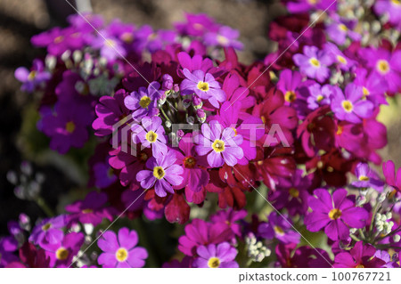 深粉色報春花 100767721