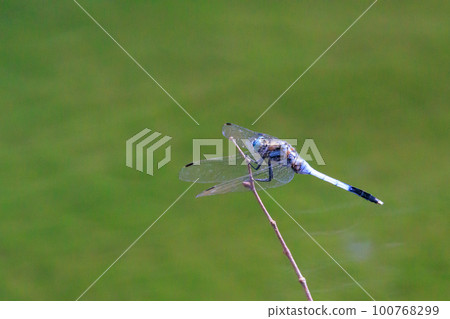 Two-tone familiar dragonfly Shiokara dragonfly Two-tone familiar dragonfly Shiokara dragonfly 100768299