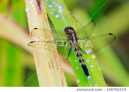 Two-tone familiar dragonfly Shiokara dragonfly Two-tone familiar dragonfly Shiokara dragonfly 100768329