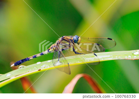 Two-tone familiar dragonfly Shiokara dragonfly Two-tone familiar dragonfly Shiokara dragonfly 100768330