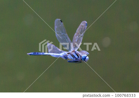 兩音熟悉的蜻蜓Shiokara蜻蜓 100768333