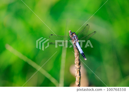 兩音熟悉的蜻蜓Shiokara蜻蜓 兩音熟悉的蜻蜓Shiokara蜻蜓 100768338