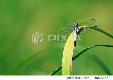 兩音熟悉的蜻蜓Shiokara蜻蜓 100768339