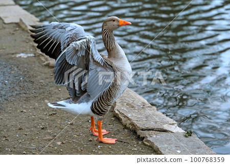 Greylag goose spreading its wings. The bird is standing by the edge of a lake. Greylag Goose (Anser anser) in Beckenham, Kent, UK. Greylag goose spreading its wings. The bird is standing by the edge of a lake. Greylag Goose (Anser anser) in Beckenham, Kent, UK. 100768359