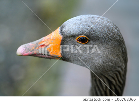 Greylag goose looking left. Close up portrait of the grey head of the bird with orange beak. Greylag Goose (Anser anser) in Beckenham, Kent, UK. Greylag goose looking left. Close up portrait of the grey head of the bird with orange beak. Greylag Goose (Anser anser) in Beckenham, Kent, UK. 100768360