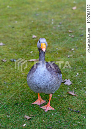 Greylag goose walking across the grass. The bird is looking at the camera. Greylag Goose (Anser anser) in Beckenham, Kent, UK. Greylag goose walking across the grass. The bird is looking at the camera. Greylag Goose (Anser anser) in Beckenham, Kent, UK. 100768362