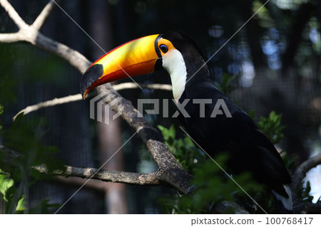The toco toucan bird on the wood tree The toco toucan bird on the wood tree 100768417