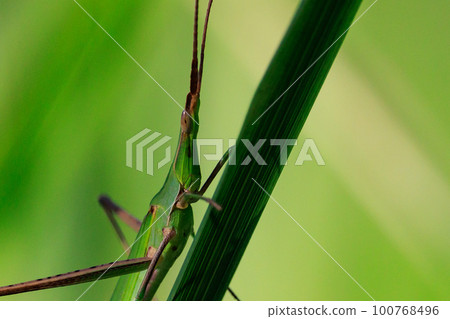 Shoryo grasshopper, Japan's largest species of grasshopper 100768496