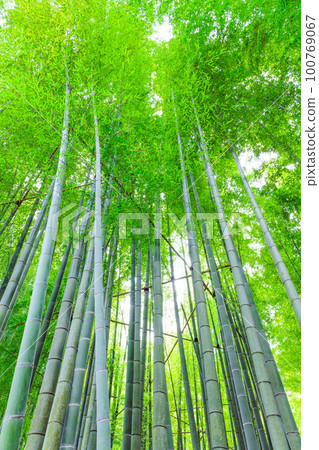 <Nature> Bamboo Forest <Nature> Bamboo Forest 100769067