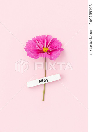 Calendar spring month May and beautiful flower on pink background. Top view Flat lay. Minimal concept Hello May. Top view, Flat lay, greeting card Calendar spring month May and beautiful flower on pink background. Top view Flat lay. Minimal concept Hello May. Top view, Flat lay, greeting card 100769148