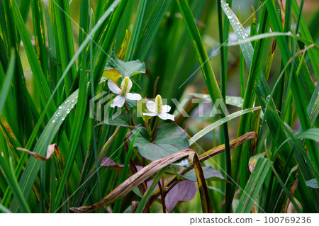 Houttuynia cordata named after it because it has a medicinal effect of poisoning as a folk medicine Houttuynia cordata named after it because it has a medicinal effect of poisoning as a folk medicine 100769236