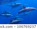 （東京）一群20只海豚 100769237