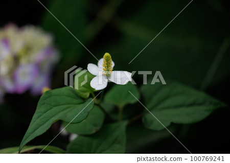 Houttuynia cordata named after it because it has a medicinal effect of poisoning as a folk medicine 100769241