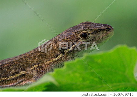 Lizard endemic to Japan Japanese kanaebi Lizard endemic to Japan Japanese kanaebi 100769715