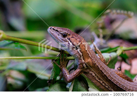 Lizard endemic to Japan Japanese kanaebi Lizard endemic to Japan Japanese kanaebi 100769716