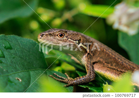 Lizard endemic to Japan Japanese kanaebi Lizard endemic to Japan Japanese kanaebi 100769717