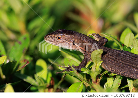 Lizard endemic to Japan Japanese kanaebi Lizard endemic to Japan Japanese kanaebi 100769718