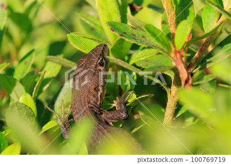 Lizard endemic to Japan Japanese kanaebi Lizard endemic to Japan Japanese kanaebi 100769719