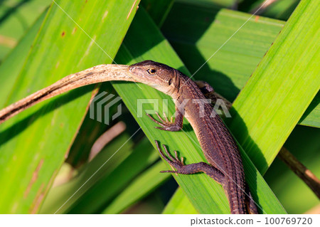 Lizard endemic to Japan Japanese kanaebi Lizard endemic to Japan Japanese kanaebi 100769720