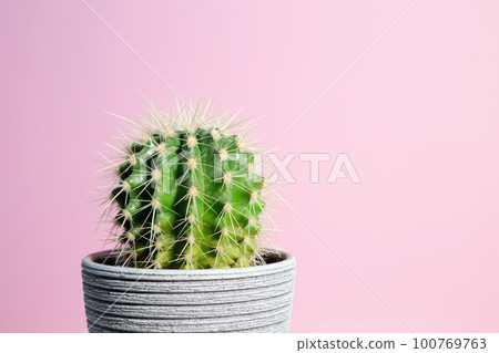 Green cactus in gray clay pot on pink background. Minimal creative stillife. Copy space Green cactus in gray clay pot on pink background. Minimal creative stillife. Copy space 100769763