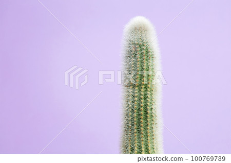 Green tall cactus on purple background. Minimal creative stillife. Copy space Green tall cactus on purple background. Minimal creative stillife. Copy space 100769789