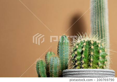 Various green cactus in gray pots on orange background. Minimal creative stillife. Copy space Various green cactus in gray pots on orange background. Minimal creative stillife. Copy space 100769790