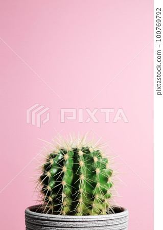 Green cactus in gray clay pot on pink background. Minimal creative stillife Green cactus in gray clay pot on pink background. Minimal creative stillife 100769792