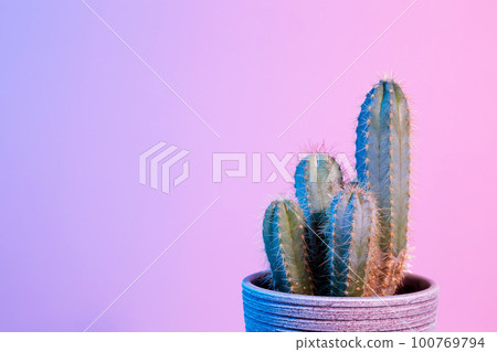 Neon Cactus. Green cactus in gray pot on pink background. Minimal creative stillife. Copy space Neon Cactus. Green cactus in gray pot on pink background. Minimal creative stillife. Copy space 100769794