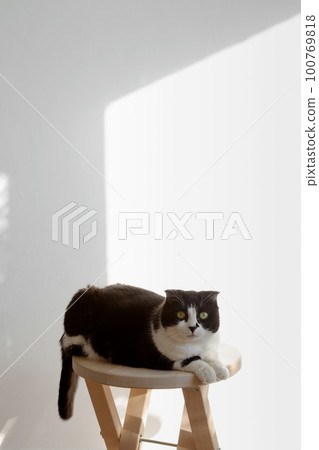 Scottish black white cat sits on wooden chair, looks at camera, background white wall Scottish black white cat sits on wooden chair, looks at camera, background white wall 100769818