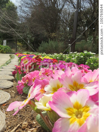 公園裡的花圃裡開著許多花 公園裡的花圃裡開著許多花 100769844