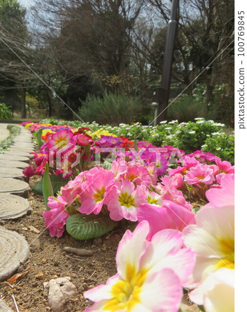 公園裡的花圃裡開著許多花 公園裡的花圃裡開著許多花 100769845