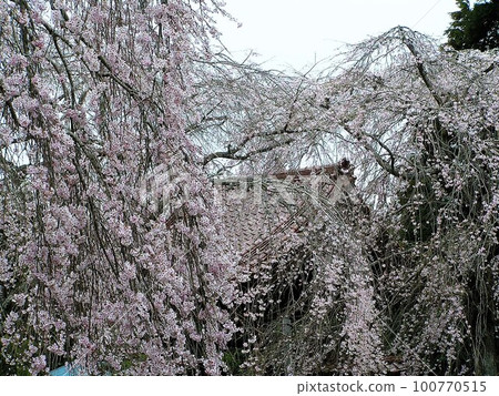Weeping cherry blossoms at Myosenji Temple Weeping cherry blossoms at Myosenji Temple 100770515