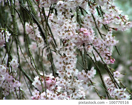 Weeping cherry blossoms at Myosenji Temple Weeping cherry blossoms at Myosenji Temple 100770516