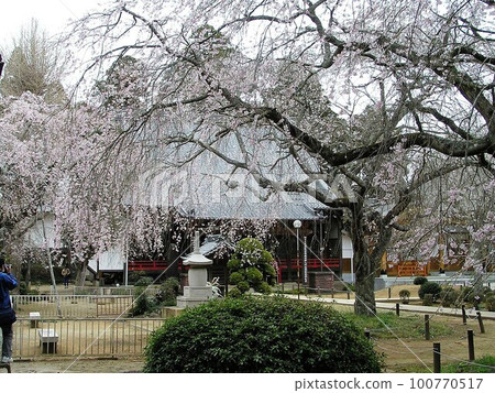 Weeping cherry blossoms at Myosenji Temple Weeping cherry blossoms at Myosenji Temple 100770517
