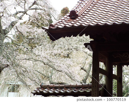 妙泉寺的垂枝櫻花 妙泉寺的垂枝櫻花 100770519