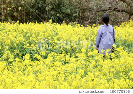 油菜花田,站在犬寄關黃山上的女人 油菜花田,站在犬寄關黃山上的女人 100770596