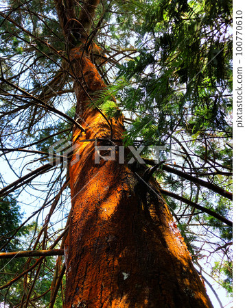 A photo of a large pine tree from below. 100770610