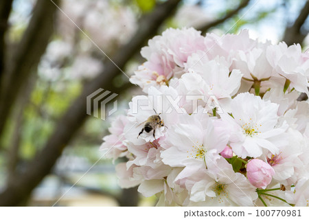 A close-up view of a bee sitting on a flower petal and drinking nectar. 100770981