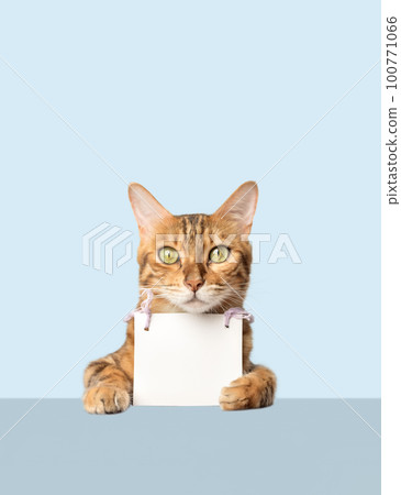 Portrait of a Bengal cat with a cardboard white banner in its paws on a colored background. Portrait of a Bengal cat with a cardboard white banner in its paws on a colored background. 100771066