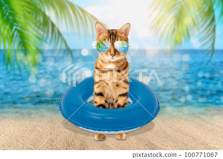 Summer cat in sunglasses on the background of the sea. Summer cat in sunglasses on the background of the sea. 100771067