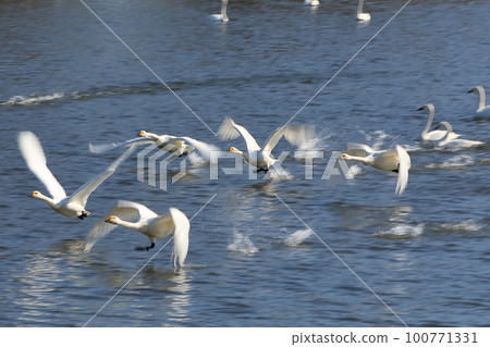 埼玉縣比岐郡川島町小志部川，天鵝前來飛翔的地方 苔原天鵝在河面上奔跑並起飛 100771331