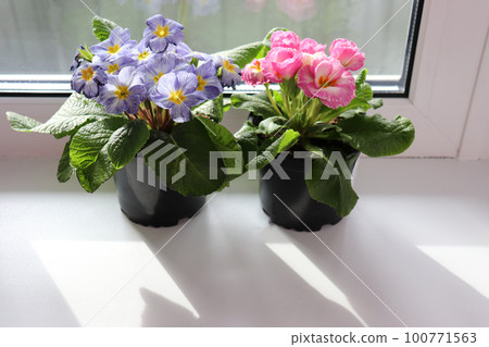two pots with primrose (primula) 100771563